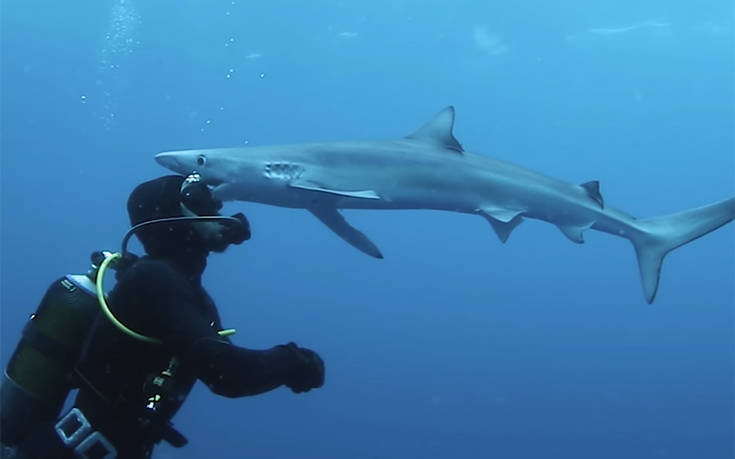 Εκεί που κολυμπούσε, ήρθε ο καρχαρίας και τον… φίλησε (video)