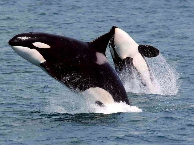 Ν. Αφρική: Δύτης γλυτώνει στο παρά πέντε από τα σαγόνια φάλαινας