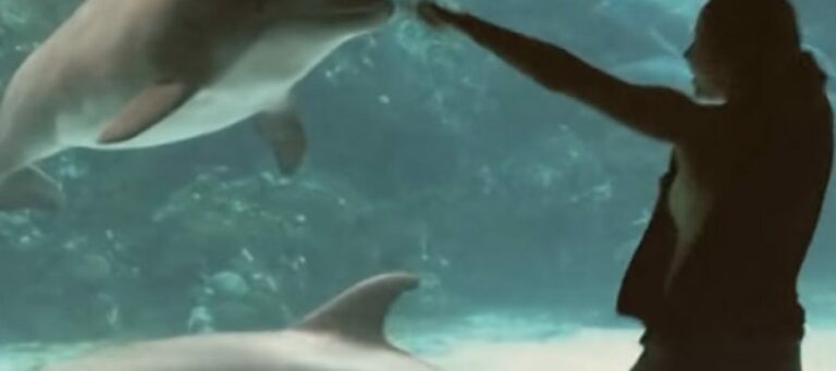 Το κορίτσι και το δελφίνι… ένα απίστευτο βίντεο! (video)