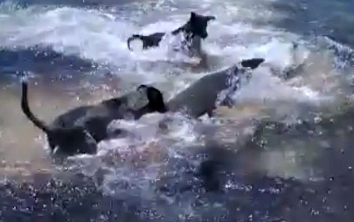 Ατρόμητα σκυλιά παίζουν κυνηγητό με καρχαρίες (βίντεο)