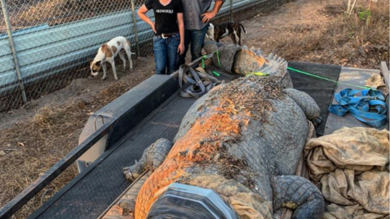 Απίστευτο βίντεο: Αυστραλός «Κροκοδειλάκιας» έπιασε γιγαντιαίο κροκόδειλο 5,1 μέτρων